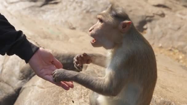 Opice Která Vypadá Překvapeně Když Mladý Muž Krmí Buráky Vysoce — Stock video