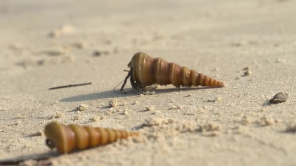 Моллюск Ползает Песку Азии Раковиной Спине Высококачественный Видеоматериал — стоковое видео