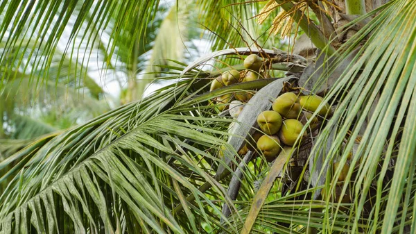branches of a coconut palm tree with coconuts. High quality photo