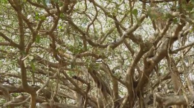 Hindistan 'daki kutsal banyan ağacının tacı güneş ışığı arka planında. Yüksek kalite 4k video kaydı