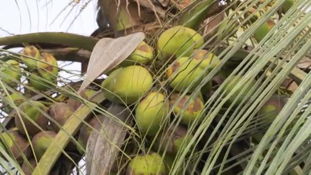 Kokosnötsträd Med Kokosnötter Djungeln Högkvalitativ Videofilm — Stockvideo