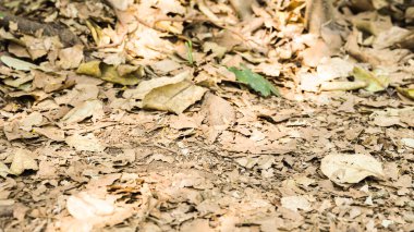 Yere düşen yaprakların görüntüsü - sonbahar arkaplanı. Yüksek kalite fotoğraf