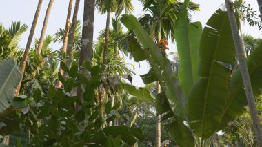 Palmiye yapraklı tropikal bir ormanın arka plan görüntüsü. Yüksek kalite fotoğraf