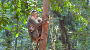 Anne Makak, bebeği karnında bir ağaç gövdesine tırmanıyor. Yüksek kalite fotoğraf
