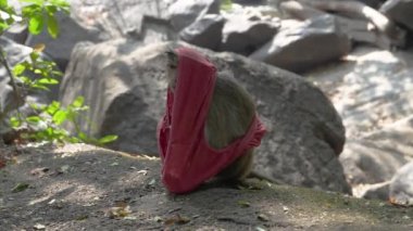 Kırmızı iç çamaşırına benzeyen bir bez parçasıyla oynayan küçük bir maymun. Yüksek kalite 4k video kaydı