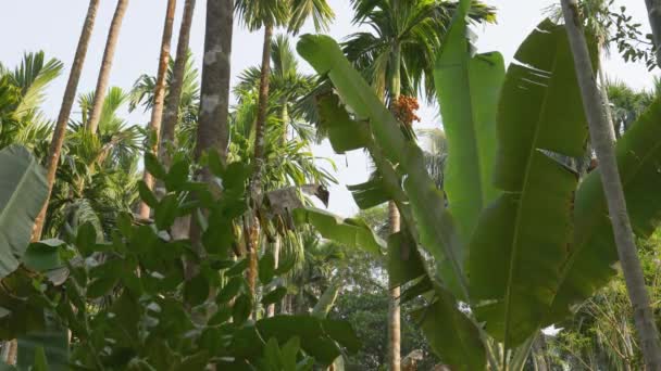 Immagine Sfondo Una Foresta Tropicale Con Foglie Palma Filmati Alta — Video Stock
