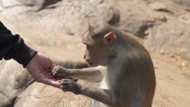 猴子在岩石的背景下吃年轻人的坚果 高质量的4K视频镜头 — 图库视频影像