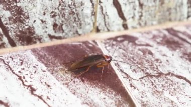 Evin içinde yerde sürünen kırmızı hamamböceği. Yüksek kalite 4k video kaydı