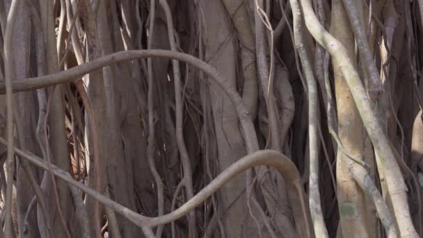 Close Tronco Árvore Banyan Floresta Imagens Vídeo Alta Qualidade — Vídeo de Stock