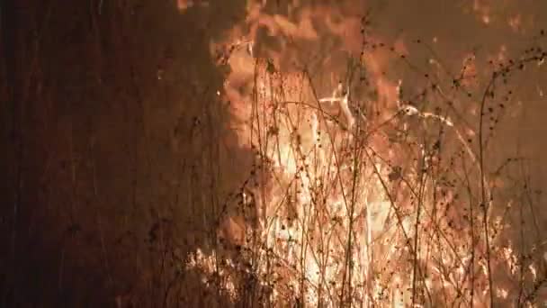 Grandes Llamas Fuego Rojo Entre Los Campos Agrícolas Imágenes Alta — Vídeos de Stock