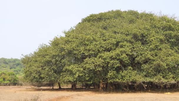 Μεγάλο Πράσινο Δέντρο Banyan Ένα Μπλε Ουρανό Υψηλής Ποιότητας Πλάνα — Αρχείο Βίντεο