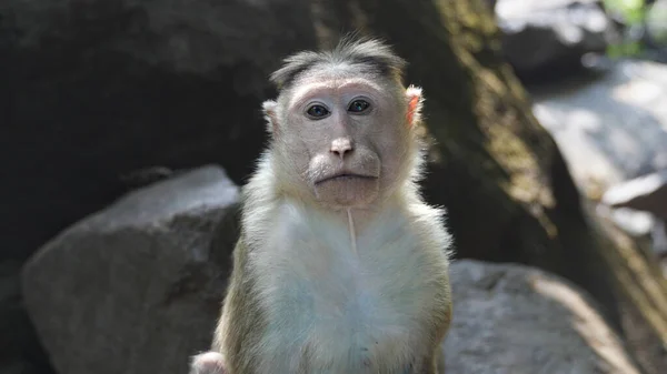 young monkey looking sad and facing the camera against a backdrop of rocks. High quality photo