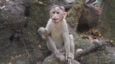 Yavru maymun bir kayanın üzerinde oturuyor ve yan tarafa bakıyor. Yüksek kalite 4k video kaydı