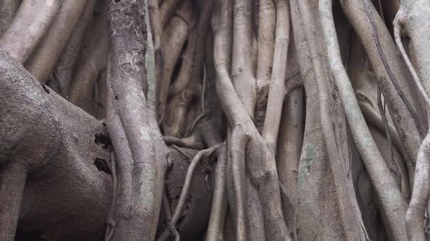 Multidão Troncos Árvore Nacional Índia Ficus Bengalensis Imagens Vídeo Alta — Vídeo de Stock