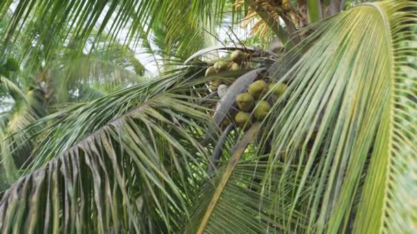 Kokosnussbaum Mit Kokosnüssen Einem Tropischen Wald Hochwertiges Videomaterial — Stockvideo