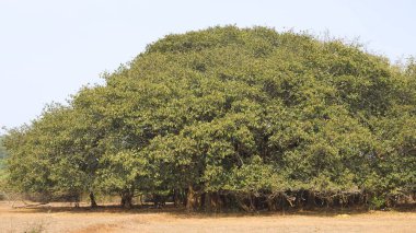 Mavi gökyüzünde büyük yeşil banyan ağacı. Yüksek kalite fotoğraf