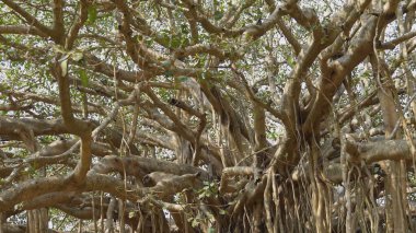 Hindistan 'daki kutsal banyan ağacının tacı güneş ışığı arka planında. Yüksek kalite fotoğraf