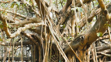 Yaz boyunca binlerce gövdesi olan Ficus Bengalensis ağacı. Yüksek kalite fotoğraf