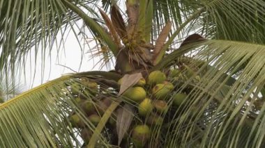 Alttan hindistan cevizi palmiyesi ve yeşil hindistan cevizi. Yüksek kalite 4k video kaydı