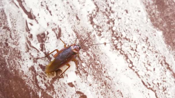 Aziatische Kakkerlak Een Wit Bruine Achtergrond Een Tropisch Klimaat Hoge — Stockvideo