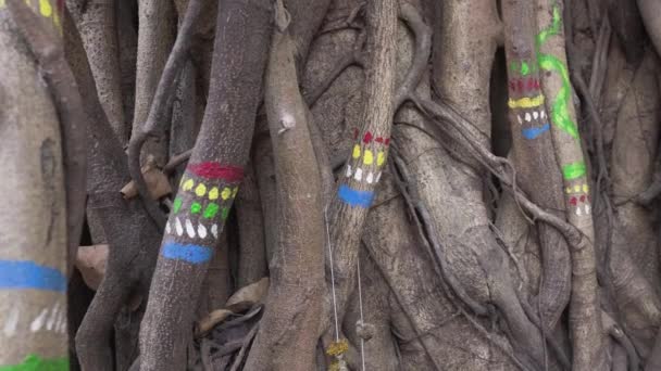 숲에서 하이킹 트레일을위한 다채로운 표시된 고품질 비디오 — 비디오