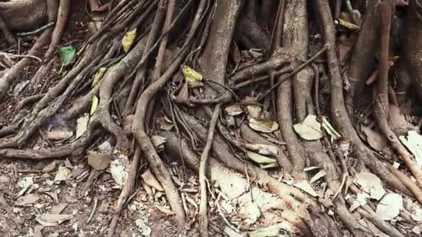 Les Troncs Ficus Bengalensis Sont Enracinés Dans Sol Vidéo Haute — Video