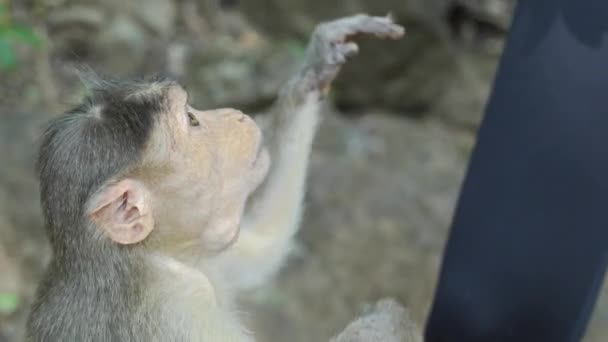 Jovem Mulher Alimentando Amendoins Mão Para Macaco Selvagem Imagens Vídeo — Vídeo de Stock
