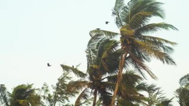 Kuşlar rüzgarda sallanan palmiye ağaçlarının etrafında uçar. Yüksek kalite 4k görüntü