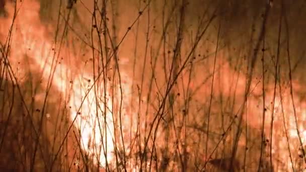 Vuur Tussen Struiken Grote Oranje Vlammen Hoge Kwaliteit Beeldmateriaal — Stockvideo