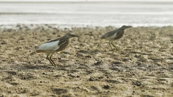 Pássaros Caminhando Areia Praia Oceano Imagens Vídeo Alta Qualidade — Vídeo de Stock