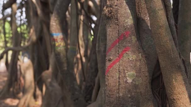 Yürüyüş Yolu Boyunca Tropikal Ağaçlardaki Yön Bulma Işaretleri Yüksek Kalite — Stok video