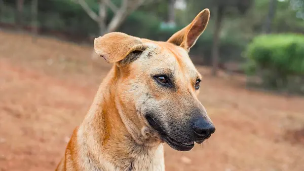 homeless ginger dog with a bitten ear. High quality photo