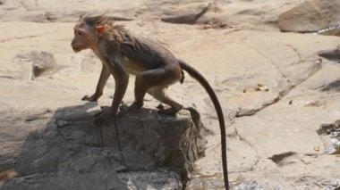 Islak maymun bir kayanın üzerinde oturuyor, kendini kurutuyor ve belirli bir yöne bakıyor. Yüksek kalite 4k video kaydı