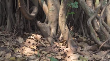 Binlerce sandık Ficus Bengalensis, Hindistan 'ın ulusal ağacı. Yüksek kalite 4k video kaydı