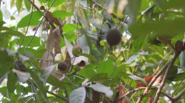 Langsah. Lotka meyveleri ağaçta yetişir. Yüksek kalite 4k görüntü