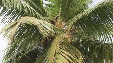 Hindistan cevizli hindistan cevizi palmiyesi, palmiye yaprakları, aşağıdan manzara. Yüksek kalite 4k video kaydı