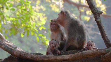 Maymun anne ve baba dala oturmuş ve çocuklarını tutuyorlar. Yüksek kalite 4k görüntü