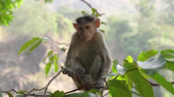 Divoká Mladá Opice Sedící Větvi Přírodě Vysoce Kvalitní Video Záběry — Stock video