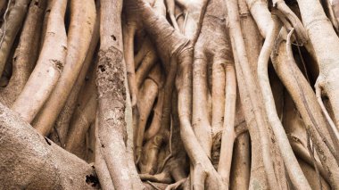 Tropiklerde çok sayıda gövdesi olan tek bir ağaç. Yüksek kalite fotoğraf