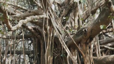 Yaz boyunca binlerce gövdesi olan Ficus Bengalensis ağacı. Yüksek kalite 4k video kaydı