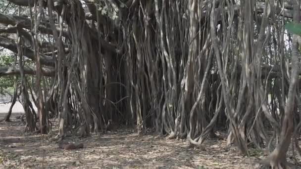 Stämme Von Banyan Bäumen Dschungel Ineinander Verwoben Hochwertiges Videomaterial — Stockvideo