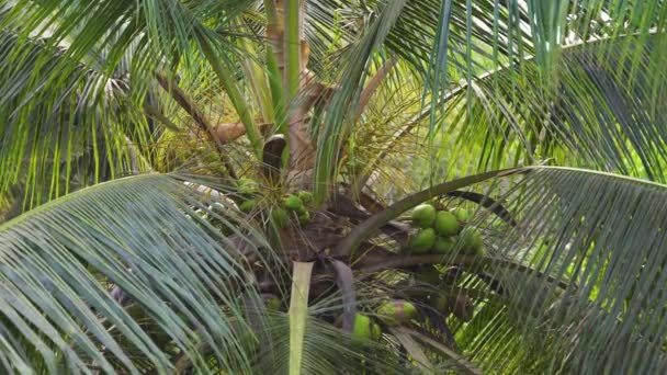 Kokosnoot Palmboom Met Kokosnoten Het Bos Hoge Kwaliteit Videobeelden — Stockvideo