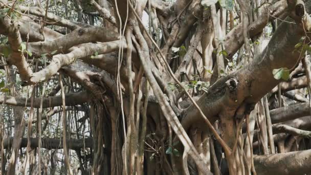 Több Ezer Fatörzsek Ficus Bengalensis Nyáron Kiváló Minőségű Videofelvétel — Stock videók