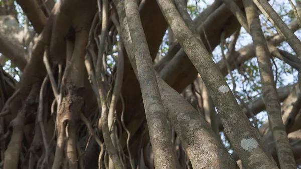 interweaving of banyan tree trunks in the park. High quality photo