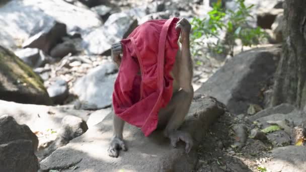Funny Monkey Puts Underpants His Head High Quality Footage — Stock Video