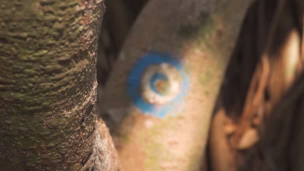 Знак Туристів Дереві Позначає Пішохідну Стежку Синьо Білого Кольору Високоякісні — стокове відео