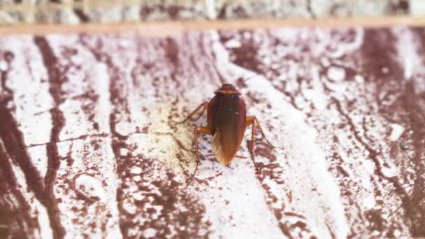 Nahaufnahme Einer Rotbraunen Kakerlake Die Auf Einem Stück Boden Krabbelt — Stockvideo