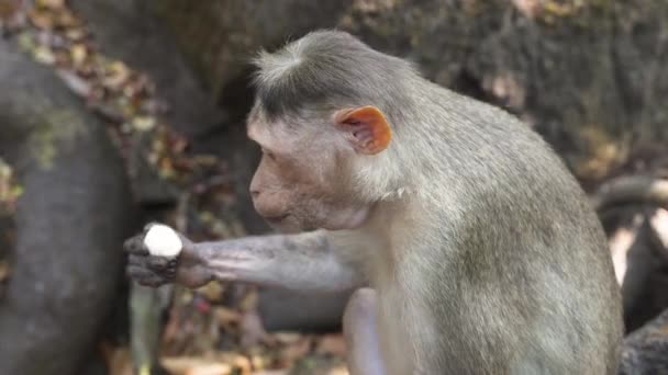 灰色的猕猴在树根的背景下坐在地上 高质量的4K视频镜头 — 图库视频影像