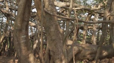 Hindistan 'da bir parkta banyan ağacı gövdesi. Yüksek kalite 4k video kaydı