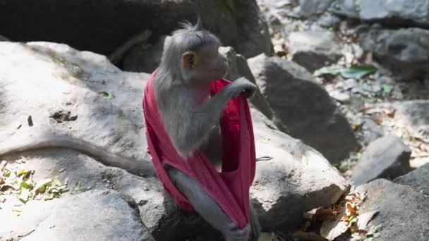 Small Monkey Sitting Cloth Found High Quality Video Footage — Stock Video